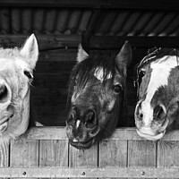 Buy canvas prints of Three funny horses in their stables, fun animals by Delphimages Art
