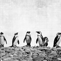 Buy canvas prints of Row of Penguins. Funny animals, black and white by Delphimages Art