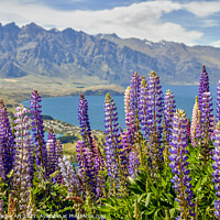 Buy canvas prints of New Zealand. Lupins at Lake Wakatipu Queenstown by Delphimages Art