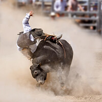 Buy canvas prints of Rodeo bull riding cowboy by Delphimages Art