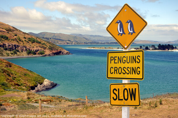 Penguins crossing roadsign in New Zealand Picture Board by Delphimages Art