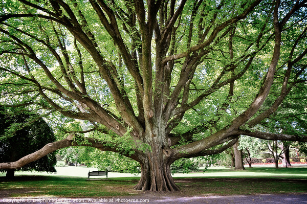 Majestic tree in Christchurch botanic gardens Picture Board by Delphimages Art