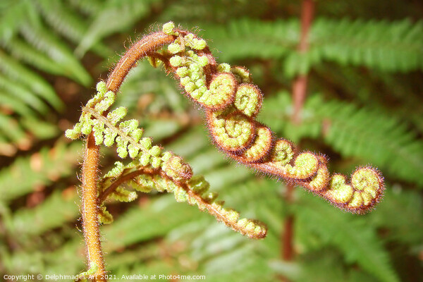Fern close up  in New Zealand Picture Board by Delphimages Art