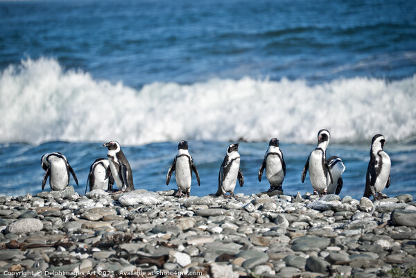 Funny penguins aligned on a beach, South Africa Picture Board by Delphimages Art