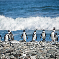 Buy canvas prints of Funny penguins aligned on a beach, South Africa by Delphimages Art