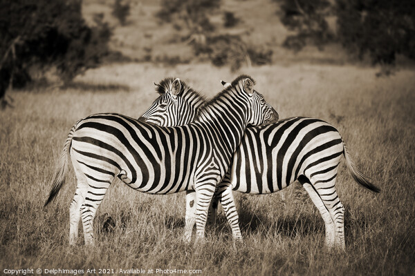 Zebras love. Two zebras Kruger Park South Africa Picture Board by Delphimages Art
