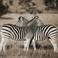 Buy canvas prints of Zebras love. Two zebras Kruger Park South Africa by Delphimages Art