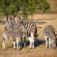 Buy canvas prints of Family of zebras Kruger National Park South Africa by Delphimages Art