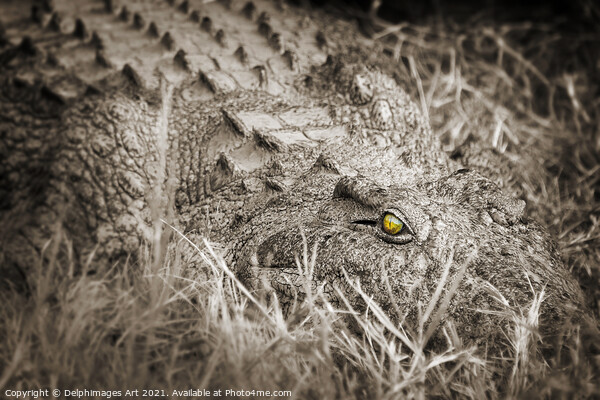 Scary crocodile close up, Zambeze river, Zambia Picture Board by Delphimages Art