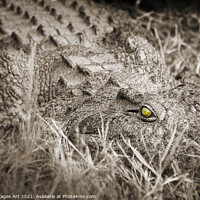 Buy canvas prints of Scary crocodile close up, Zambeze river, Zambia by Delphimages Art