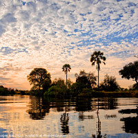 Buy canvas prints of Palm trees on the Zambezi river at sunset, Zambia by Delphimages Art