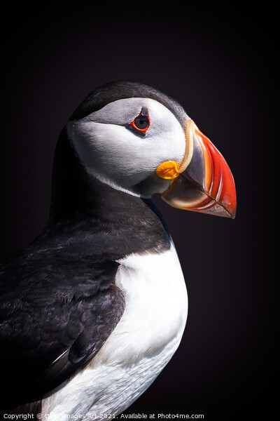 Atlantic puffin Picture Board by Delphimages Art