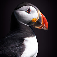 Buy canvas prints of Atlantic puffin by Delphimages Art