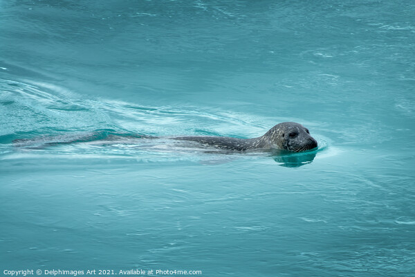 Common seal (or harbor seal) swimming, Iceland Picture Board by Delphimages Art