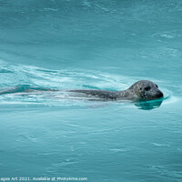 Buy canvas prints of Common seal (or harbor seal) swimming, Iceland by Delphimages Art
