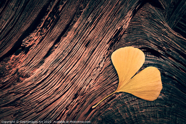 Autumn. Fallen ginkgo leaf on wood  Picture Board by Delphimages Art