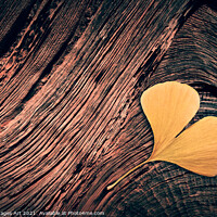 Buy canvas prints of Autumn. Fallen ginkgo leaf on wood  by Delphimages Art