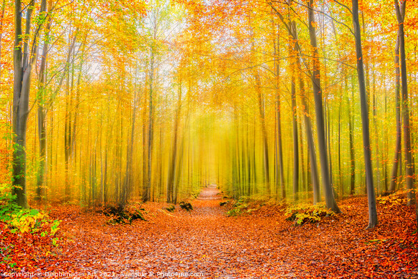 Magical forest path in autumn.  Fall foliage color Picture Board by Delphimages Art