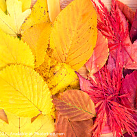 Buy canvas prints of Autumn leaves rainbow colorful foliage still life by Delphimages Art
