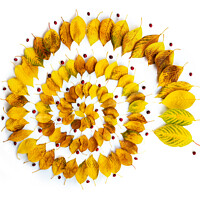 Buy canvas prints of Autumnal leaves spiral abstract installation by Delphimages Art