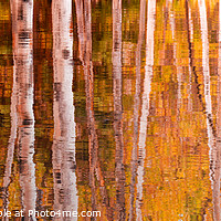Buy canvas prints of Autumn. Aspen trees reflections, nature abstract by Delphimages Art