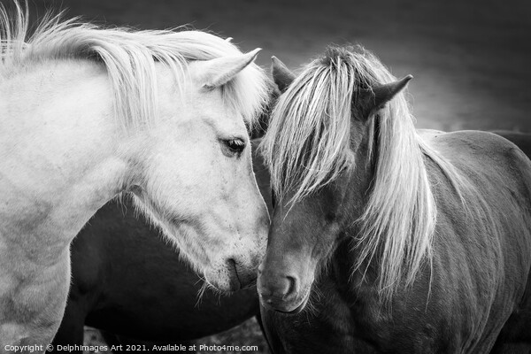 Icelandic horses friends, black and white Picture Board by Delphimages Art