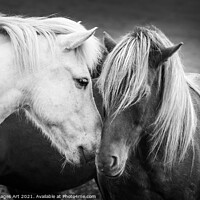 Buy canvas prints of Icelandic horses friends, black and white by Delphimages Art