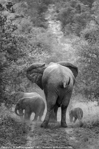 Family of elephants, mother and her cubs Picture Board by Delphimages Art