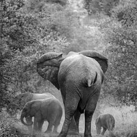 Buy canvas prints of Family of elephants, mother and her cubs by Delphimages Art