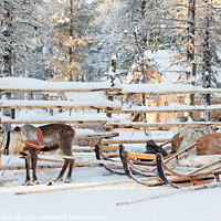 Buy canvas prints of Santa's Reindeer sleigh in Lapland by Delphimages Art