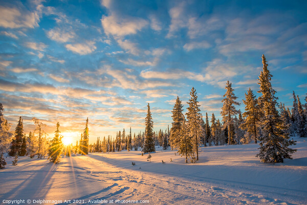 Winter sunset, snowy landscape in Lapland Picture Board by Delphimages Art