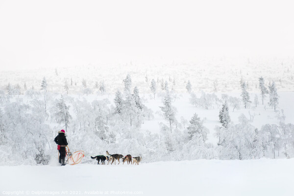 Husky safari, dog sledding in winter Picture Board by Delphimages Art