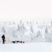 Buy canvas prints of Husky safari, dog sledding in winter by Delphimages Art