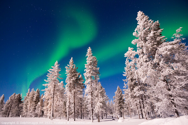 Northern lights over snowy pine trees, Lapland Picture Board by Delphimages Art