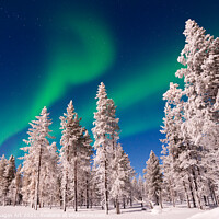 Buy canvas prints of Northern lights over snowy pine trees, Lapland by Delphimages Art