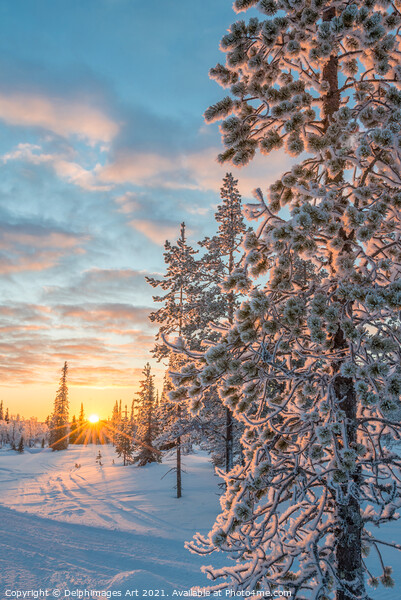 Winter landscape at sunset in Lapland Picture Board by Delphimages Art
