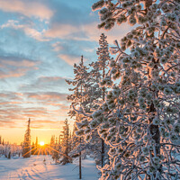 Buy canvas prints of Winter landscape at sunset in Lapland by Delphimages Art