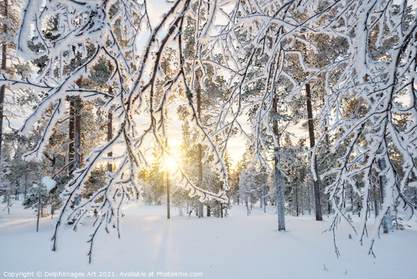 Lapland winter landscape. Sun and frozen trees Picture Board by Delphimages Art