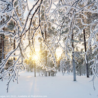 Buy canvas prints of Lapland winter landscape. Sun and frozen trees by Delphimages Art