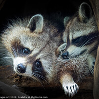 Buy canvas prints of Raccoons. Cute animal babies by Delphimages Art