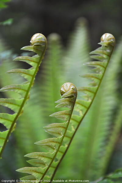 Ferns growing, New Zealand Picture Board by Delphimages Art