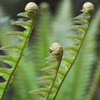 Buy canvas prints of Ferns growing, New Zealand by Delphimages Art