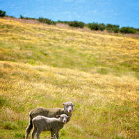 Buy canvas prints of New Zealand, sheep and lamb by Delphimages Art