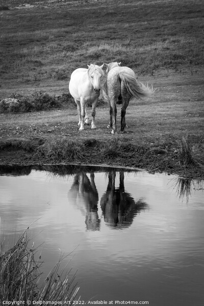 Dartmoor Ponies, water reflections, Devon, UK Picture Board by Delphimages Art
