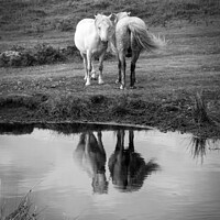 Buy canvas prints of Dartmoor Ponies, water reflections, Devon, UK by Delphimages Art