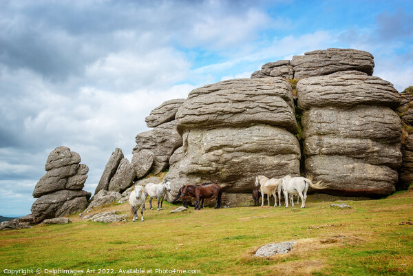 Dartmoor Ponies near Saddle Tor Picture Board by Delphimages Art