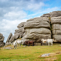 Buy canvas prints of Dartmoor Ponies near Saddle Tor by Delphimages Art