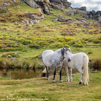Buy canvas prints of Dartmoor Ponies near Saddle Tor, Devon, UK by Delphimages Art