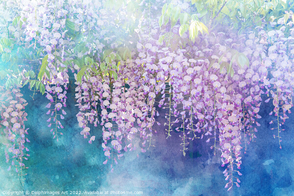 Wisterias blossom in spring Picture Board by Delphimages Art