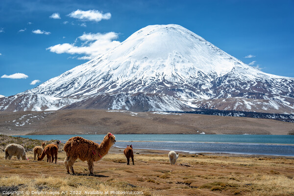 Alpacas and volcano, Chile landscape Picture Board by Delphimages Art